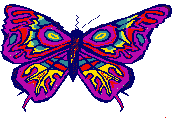 butterfly