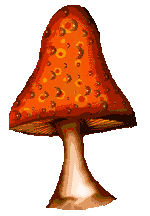 'shroom